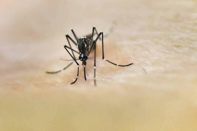 229 mil pessoas foram acometidas pela doença este ano 229 mil pessoas foram acometidas pela doença este ano